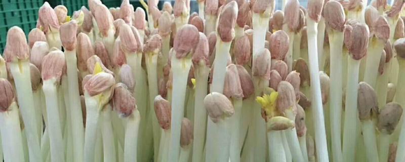 花生苗的种植方法
