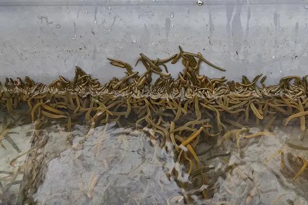 水蛭的养殖技术知识，水蛭养殖需要什么条件