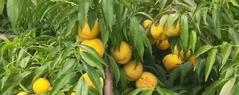 黄桃空心是什么原因造成的