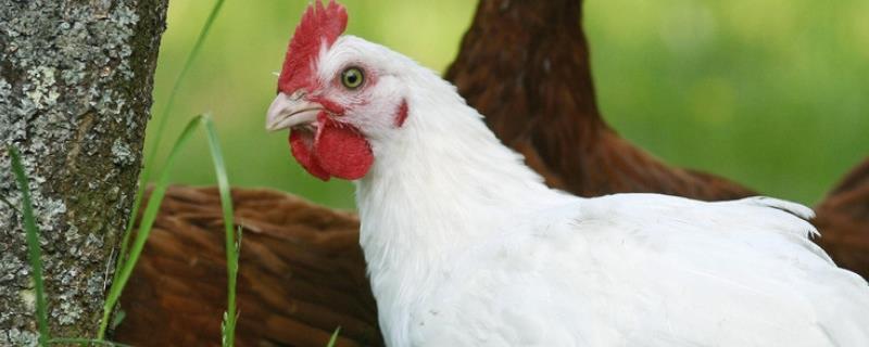 阳台养鸡怎样才不臭