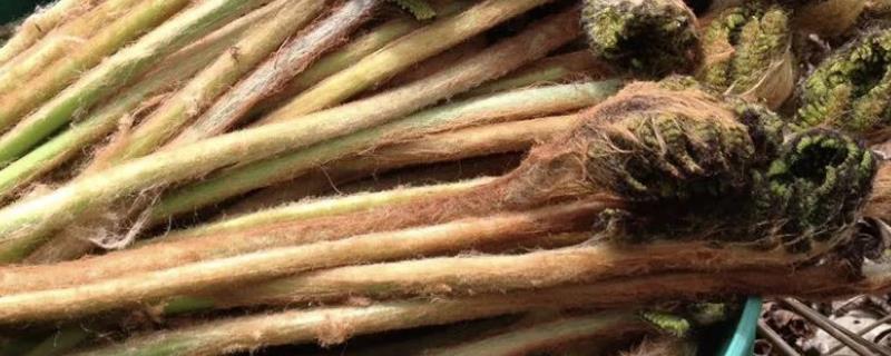 牛毛广的毛怎么处理