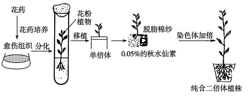 单倍体育种有性生殖还是无性生殖