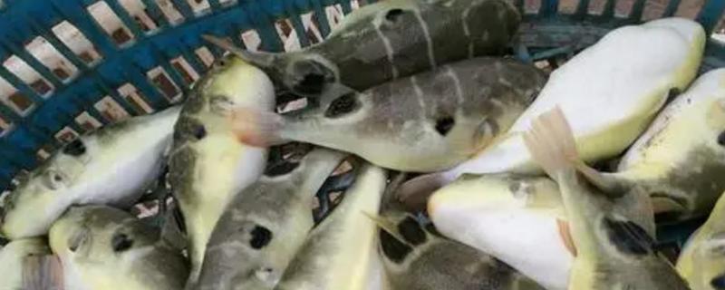 哪种养殖河豚可以销售