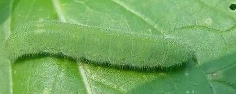 菜青虫温度多少能冻死
