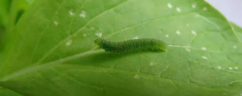杀死菜青虫有什么土办法