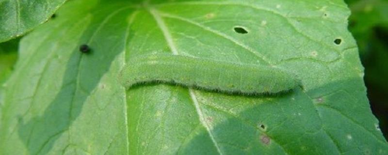 菜青虫的防治方法
