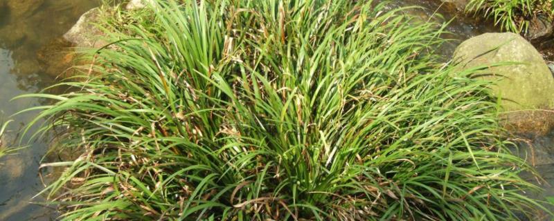 石菖蒲种植一亩地需要多少苗