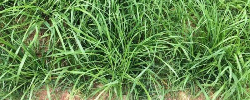 一亩地需要多少斤狗牙根草种