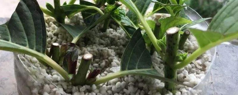 有性繁殖和无性繁殖的特点