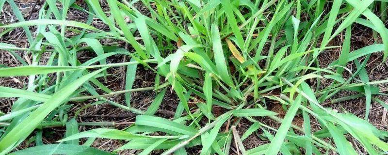 旱稻田马唐用什么除草剂能除掉