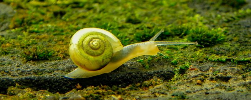 有害生物的综合治理方法有哪些