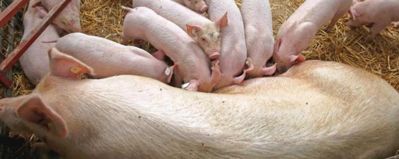 怀孕母猪不吃食打什么针安全