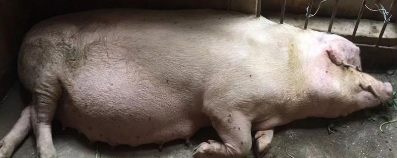 母猪产后高烧不退不吃食怎么治