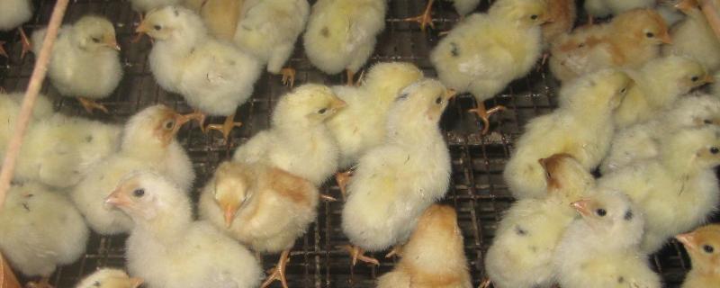 雏鸡拉稀用什么药