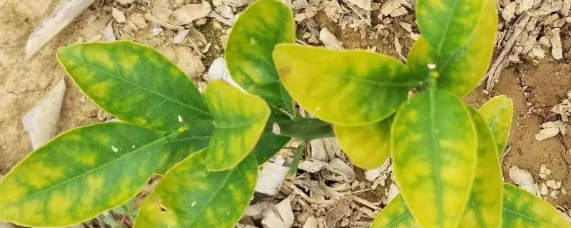 出现药害以后怎么恢复