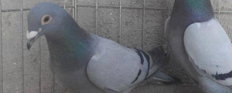 桑杰士信鸽眼睛特点