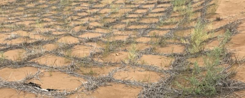 植物固沙基本措施主要包括