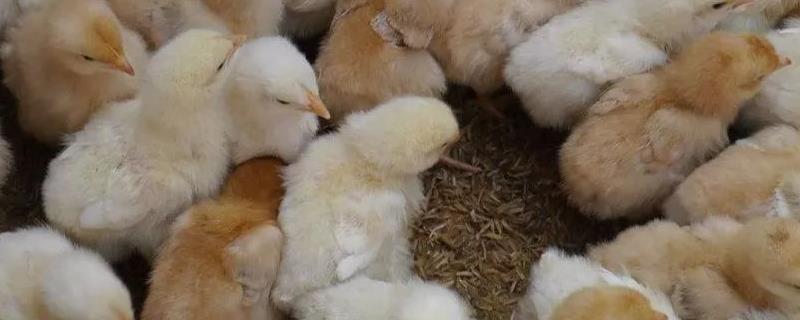 小鸡正常粪便是什么样