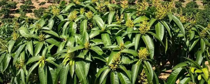 芒果幼果拉长技术