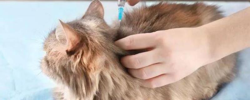 猫发生敌鼠钠盐中毒时主要症状是