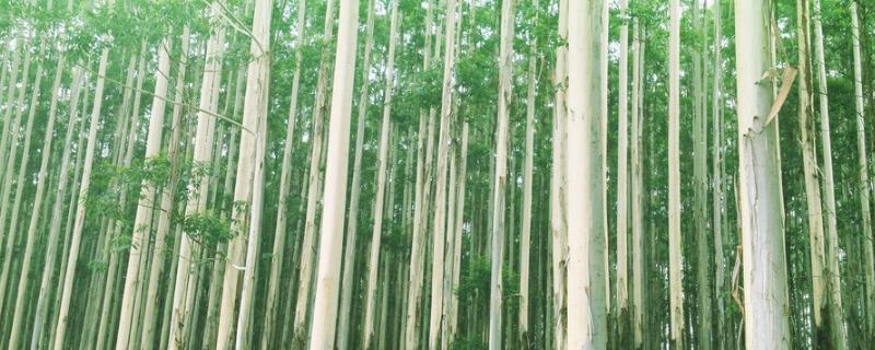 1亩桉树能出15吨吗