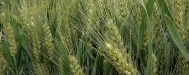 郑麦136最高产量是多少