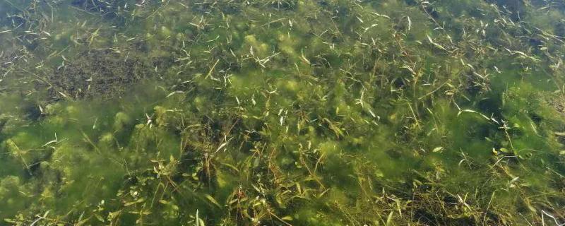 稻田青苔用什么快速去除