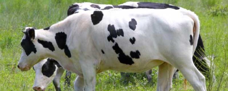 畜牧业和乳畜业的区别
