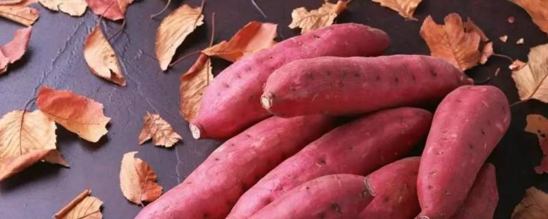 生根多薯宝和超磷钾如何使用