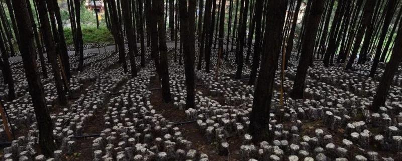 最佳林下经济组合种植
