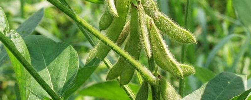 中黄37适合哪里种植