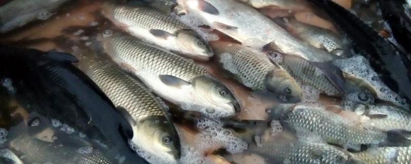 缩头鱼虱去掉鱼会死吗