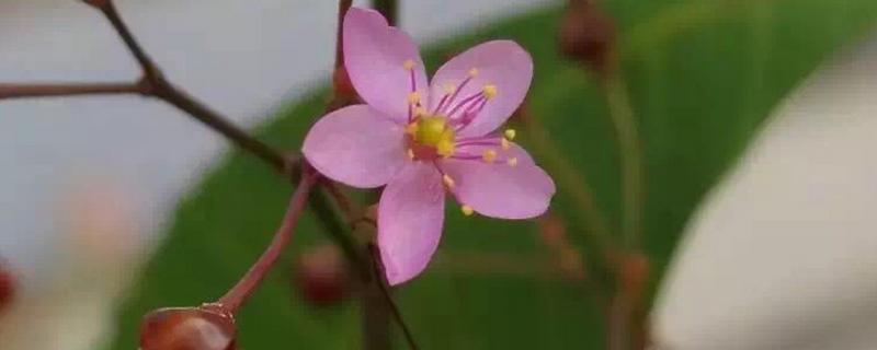 花药离体培养得到的是单倍体么