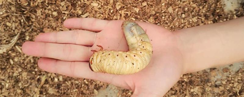 独角仙幼虫长在哪挖
