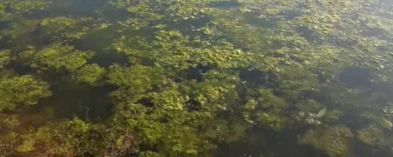 水池长青苔用什么方法控制最有效
