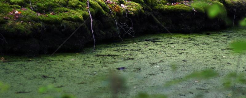 稻田里的青苔怎么清除