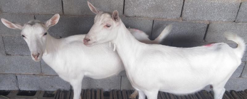 种羊不爬羊是什么原因