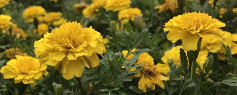 万寿菊种植技术和管理