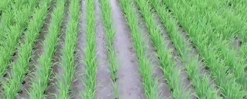 草和秧的区别