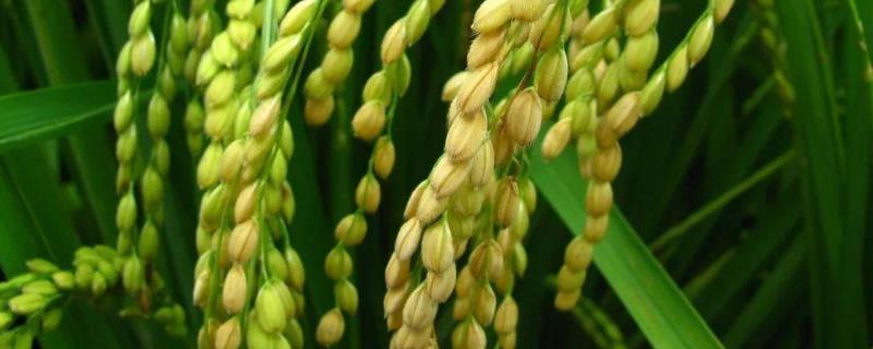 农作物的种植过程