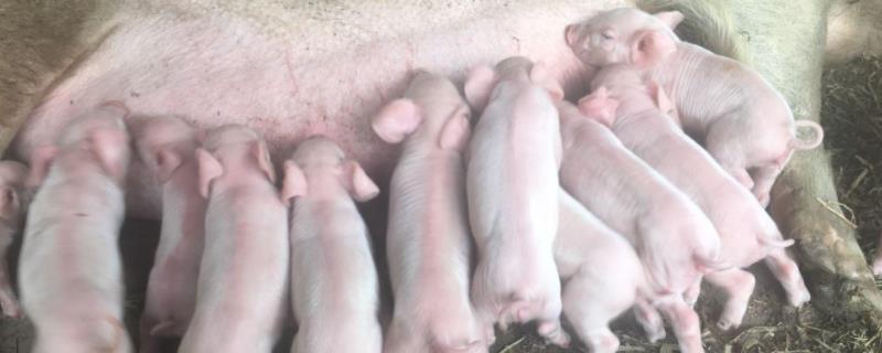 猪应激是什么意思