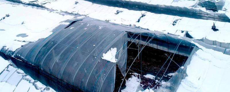 雪压塌大棚能顶起来吗