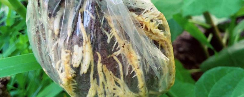 高压繁殖在10月份还可以吗