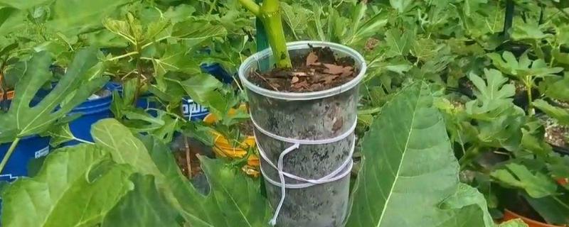 高压繁殖的技术要点