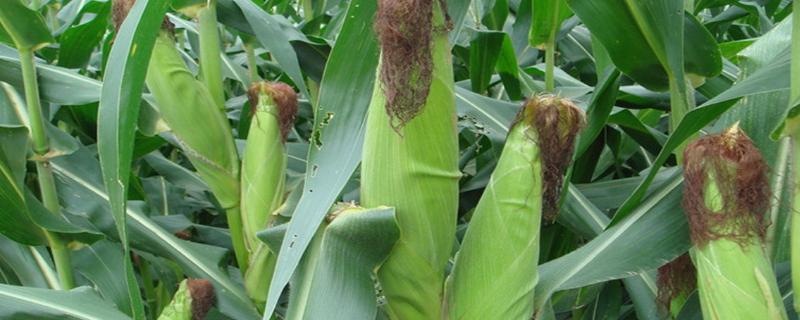 5335玉米种植技术