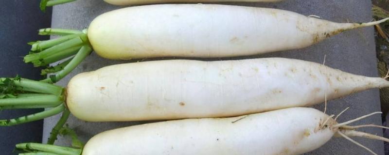 白萝卜喂鸡生喂还是熟喂