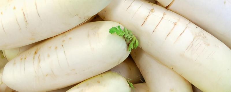 白萝卜种植技术及管理