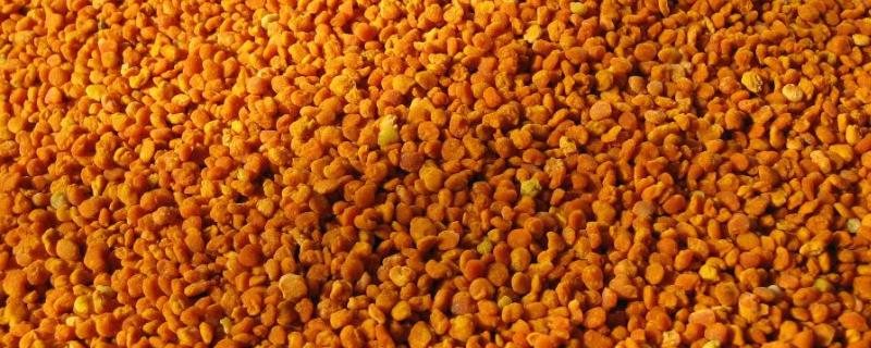 花粉怎样喂蜜蜂