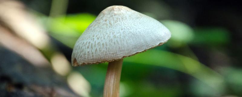 蘑菇在什么环境下生长