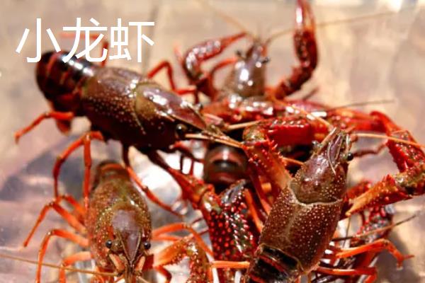 虾养殖技术，虾的种类